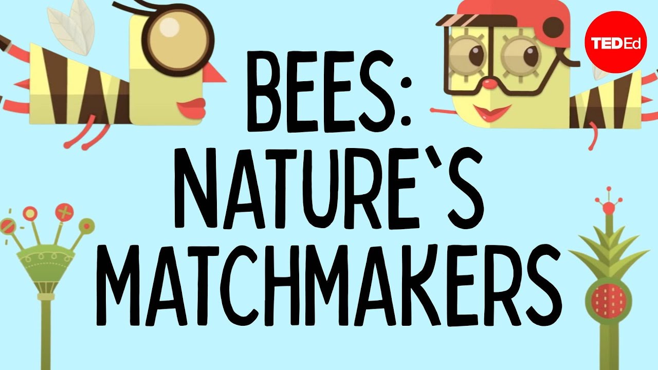How bees help plants have sex - Fernanda S. Valdovinos
