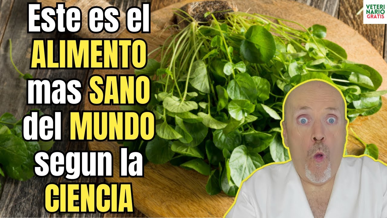 ✅ ESTE ES EL ALIMENTO MAS SANO DEL MUNDO SEGUN LA CIENCIA ✅