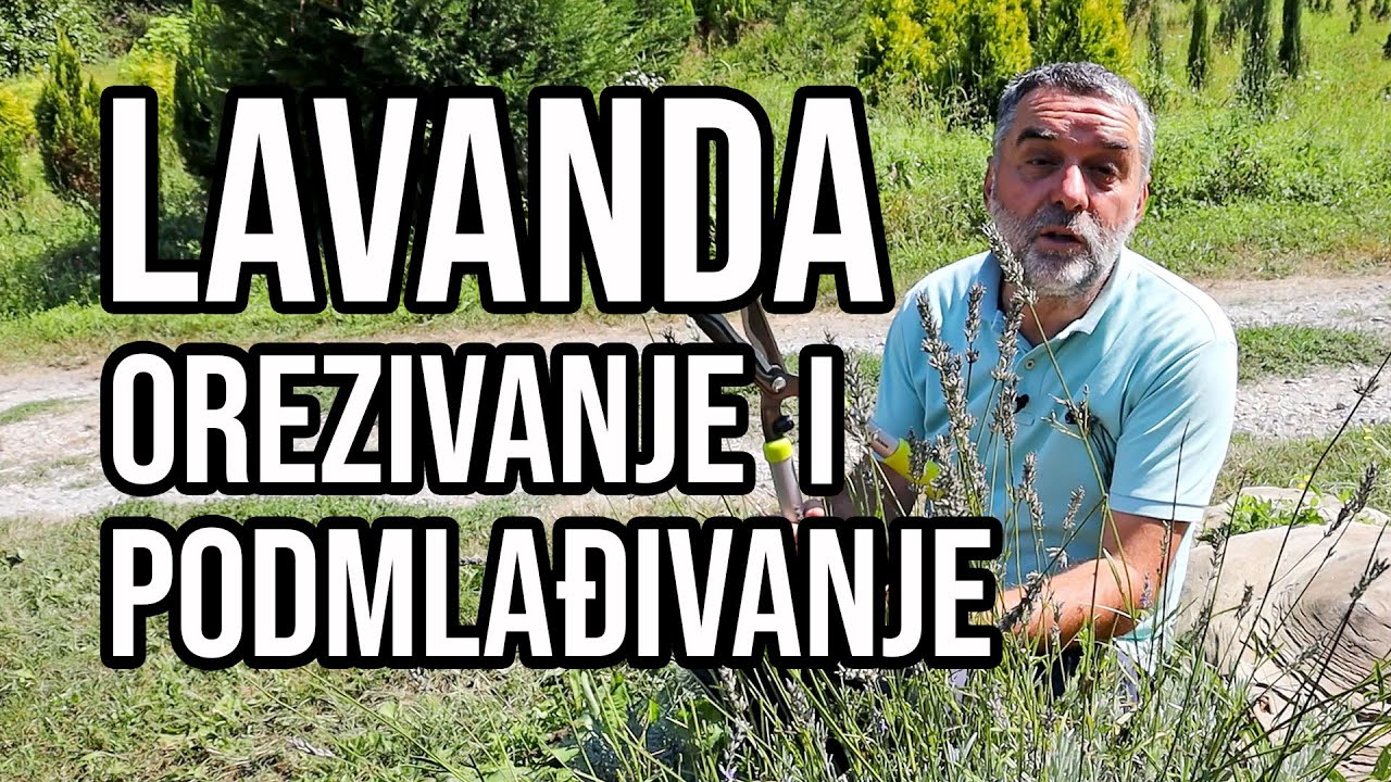 Kako da vam lavanda uvek bude mlada i lepa