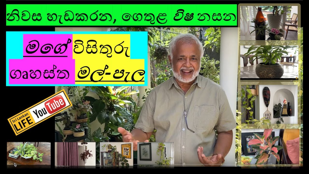 නිවස තුල විෂවායු සමනය කරන සුවිශේෂී හැකියාවක් තියෙන, ගෘහාලංකාරය සලසන මල් පැල උදය මහත්තයගෙ නිවසින්ම!