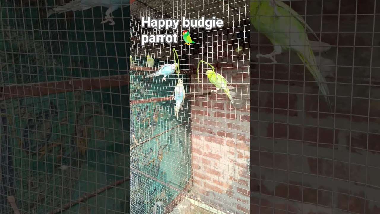 Budjigs parrot 🦜 colony #video #birds #parrot #budgiecolony