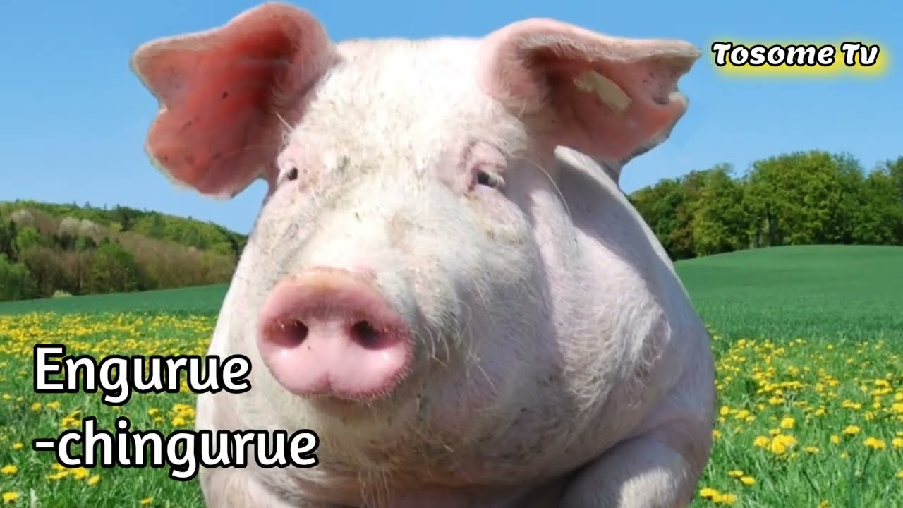 Lesson 9: Domestic animals and birds in Kisii language