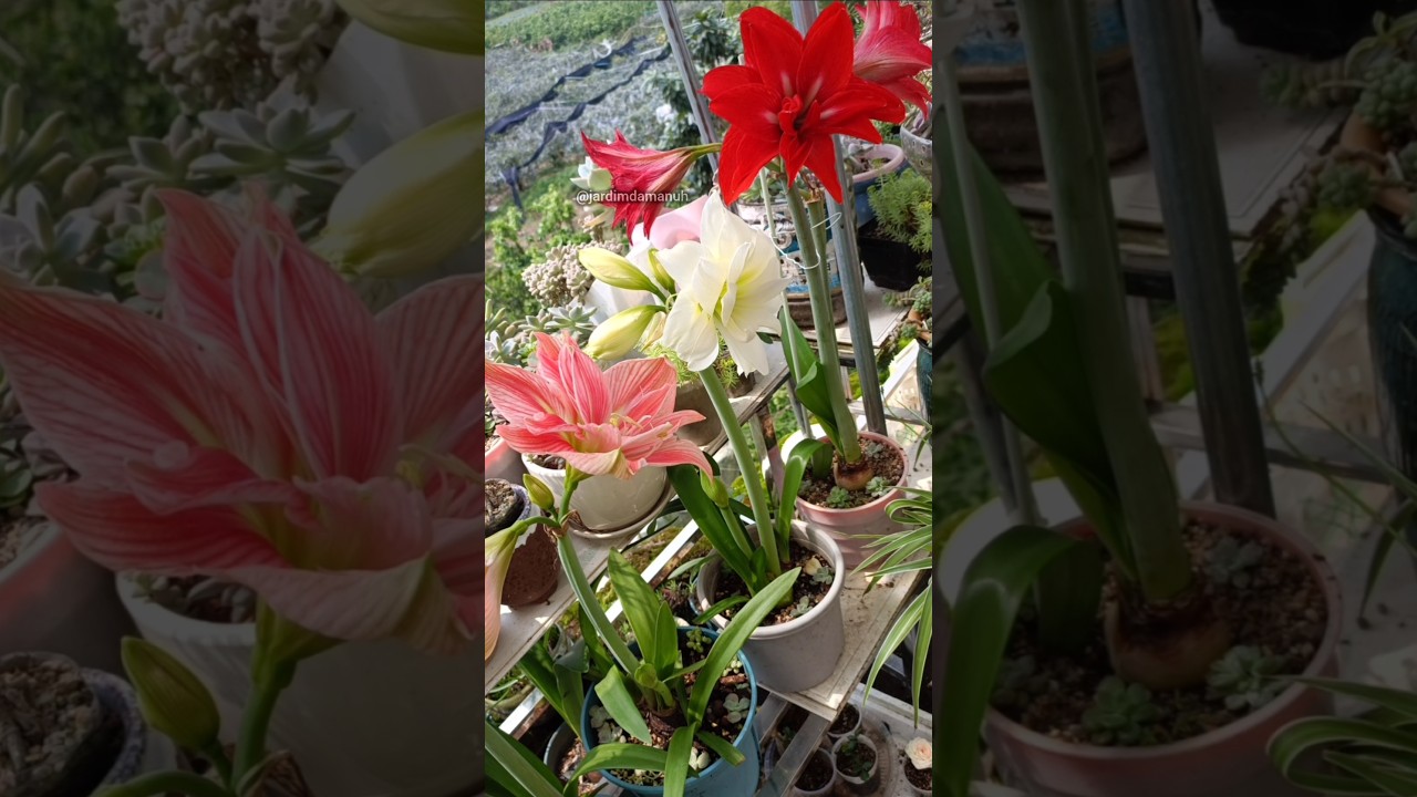 propagando amar&iacute;lis #amarilis #planta #dicasdejardinagem