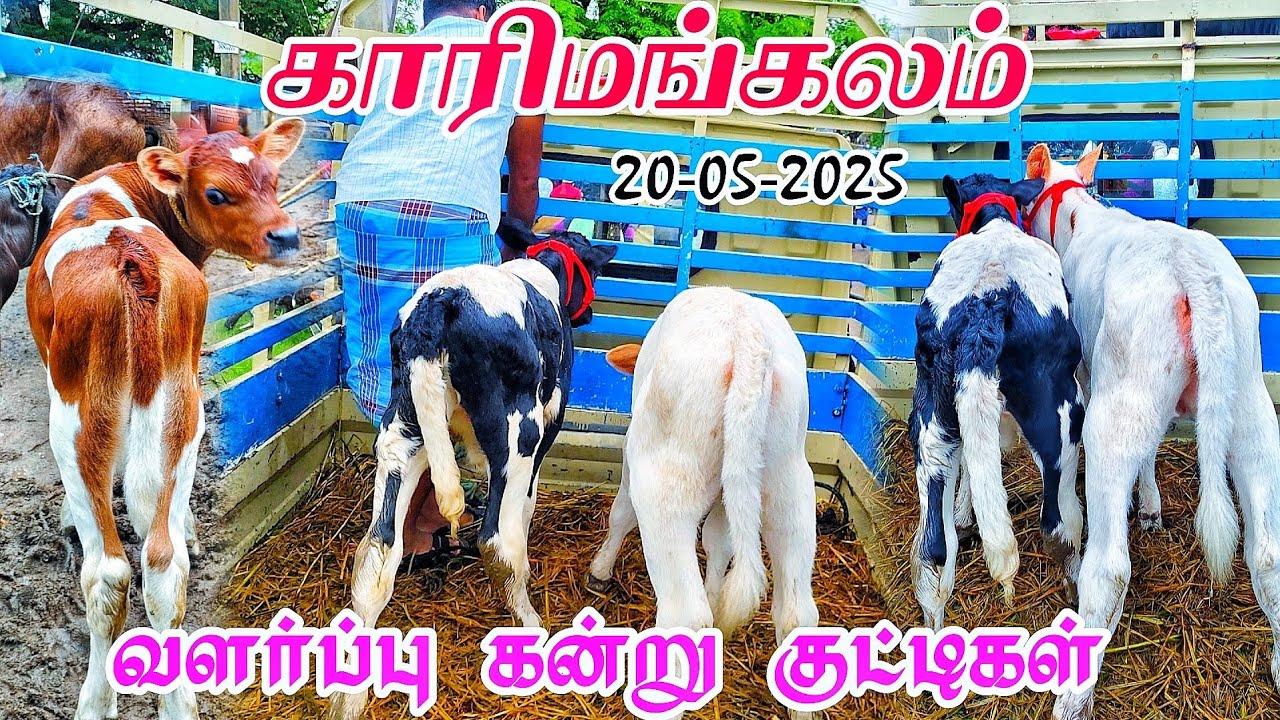 20-05-2025 karimangalam cow market வளர்ப்பு கன்று குட்டிகள் தருமபுரி மாவட்டம் சந்தை விலை நிலவரம்