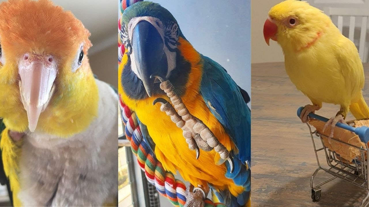 Funny Parrots Videos Compilation -Cute Parrots 2019 #8