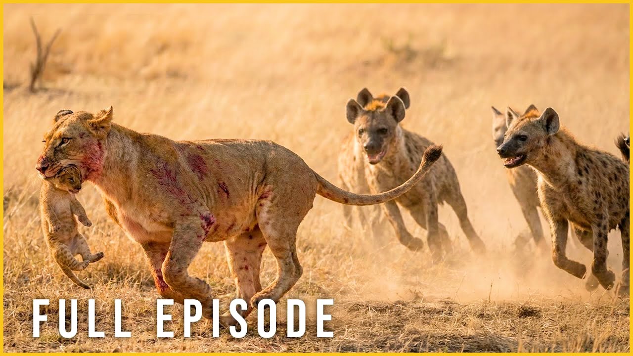 LION DESTINY &ndash; One Lion&rsquo;s Struggle to Reclaim the Wild (Full Episode) | Nature Animal Documentary
