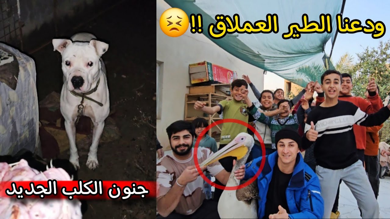 الطير العملاق يريد يهاجر _ تعديل بيوت الكلاب في المطر _ لحضات الوداع !! 😣