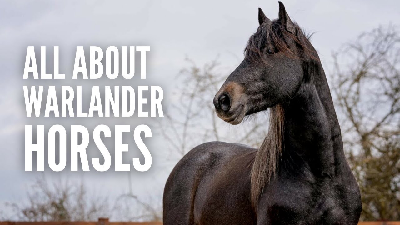 Warlander Horses: Everything You Need to Know