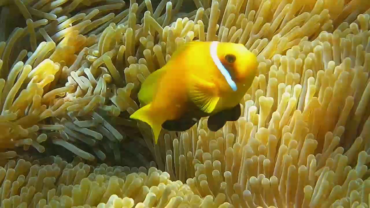 Rifffische Teil2