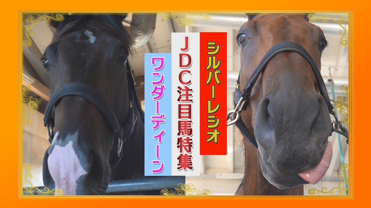 ジャパンダートクラシック(JpnⅠ）注目馬特集②【ワンダーディーン号・シルバーレシオ号】
