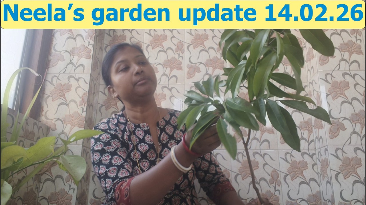 Neela's Garden update 14.02.26