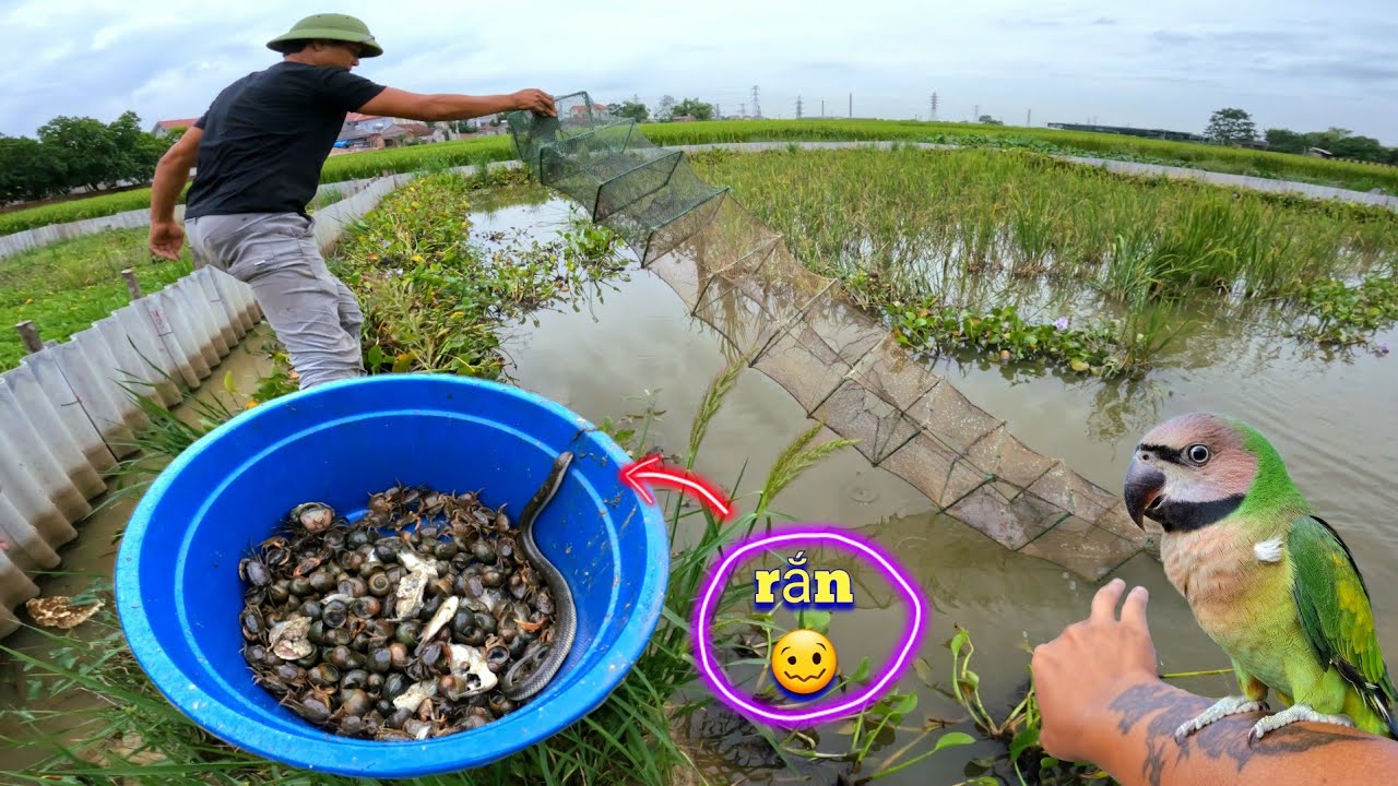 Kéo Dọ Lên Bất Ngờ Với Số Cua Còn Lại Trong Ao - Vẹt Ngực Hồng Đã Tập Nói / Quế Nghịch