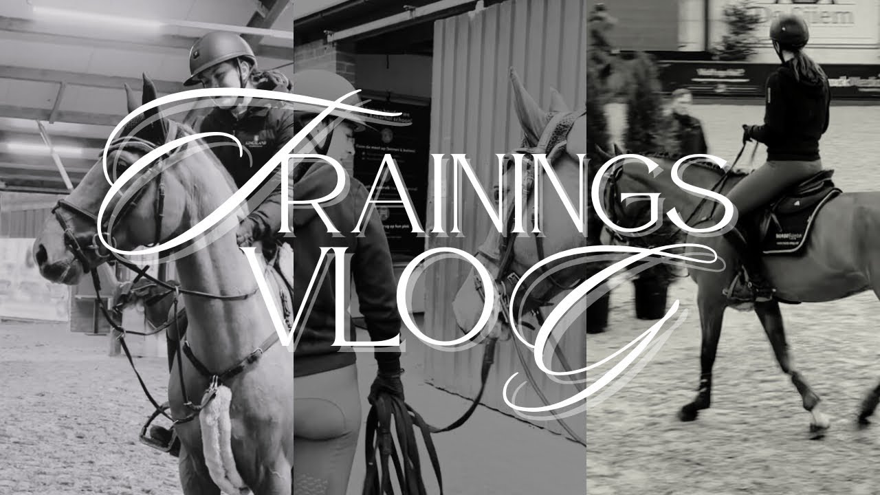 FMA: Training mit 6 Pferden in Holland 🐎🥳 #equestrian #springpferd