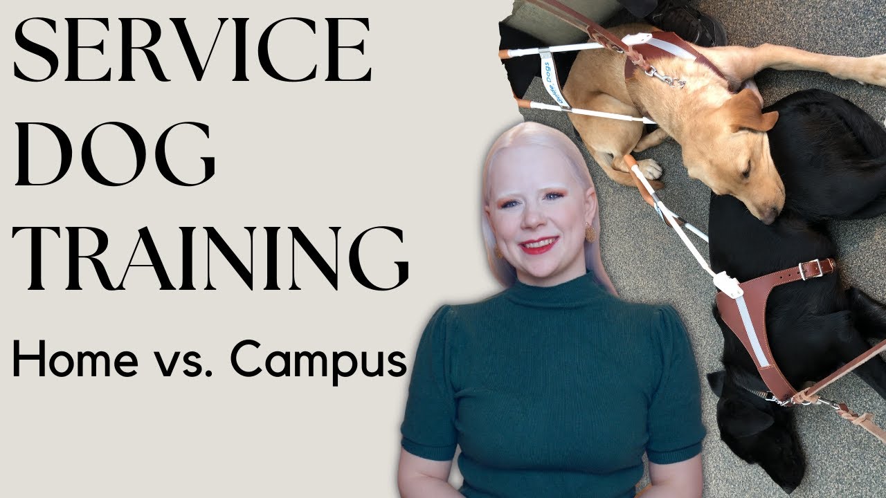 Home vs. Campus Training With A Guide Dog/Service Dog