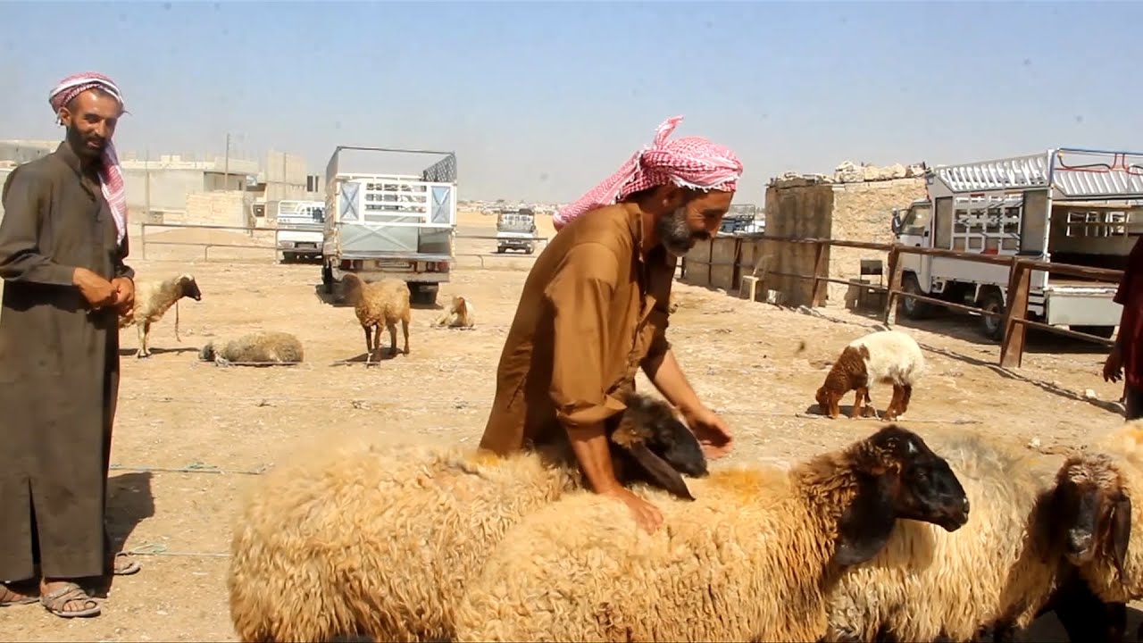 ارتفاع أسعار المواشي في منبج مع قدوم الأضحى