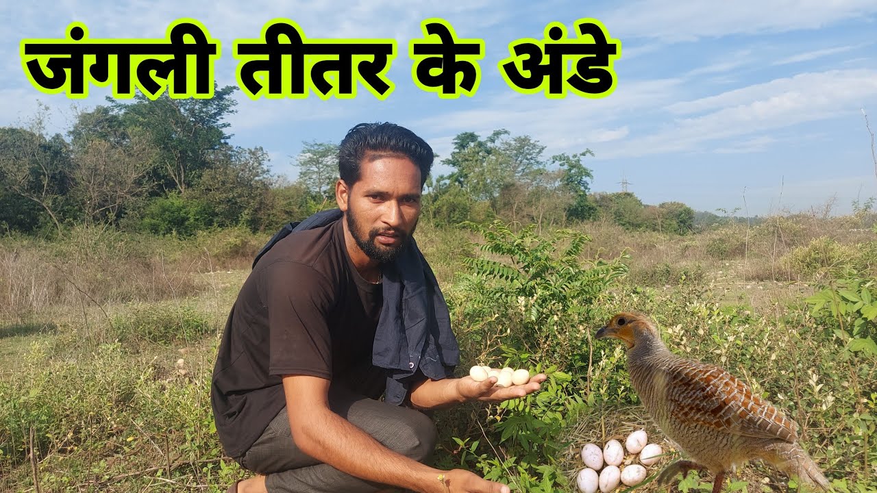 जंगली तीतर के अंडे। Jungli Titar ke egge | teetar ke bache @jungleboxofficial @SunriseJungleBeat