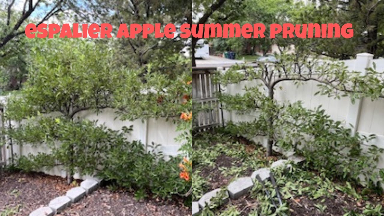 Why did I prune my espalier apple tree so aggressively this summer? Vlog #403