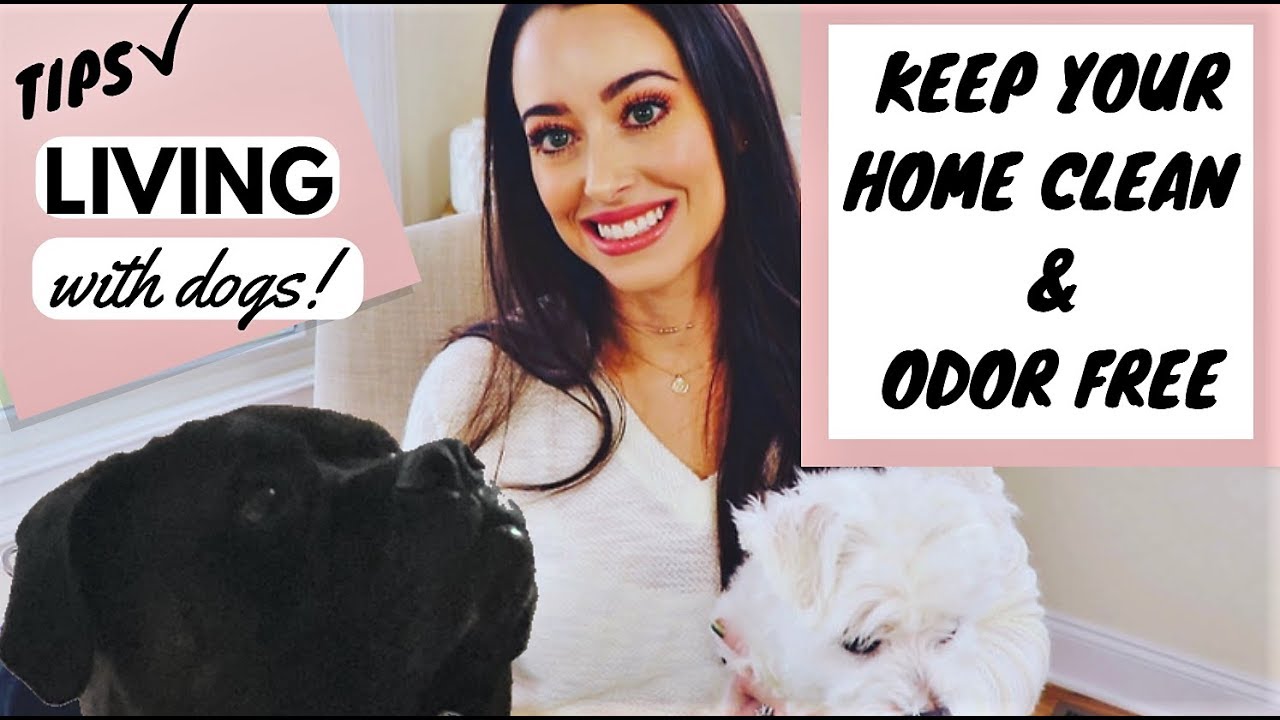 KEEPING YOUR HOUSE CLEAN WITH DOGS | TIPS FOR LIVING WITH PETS