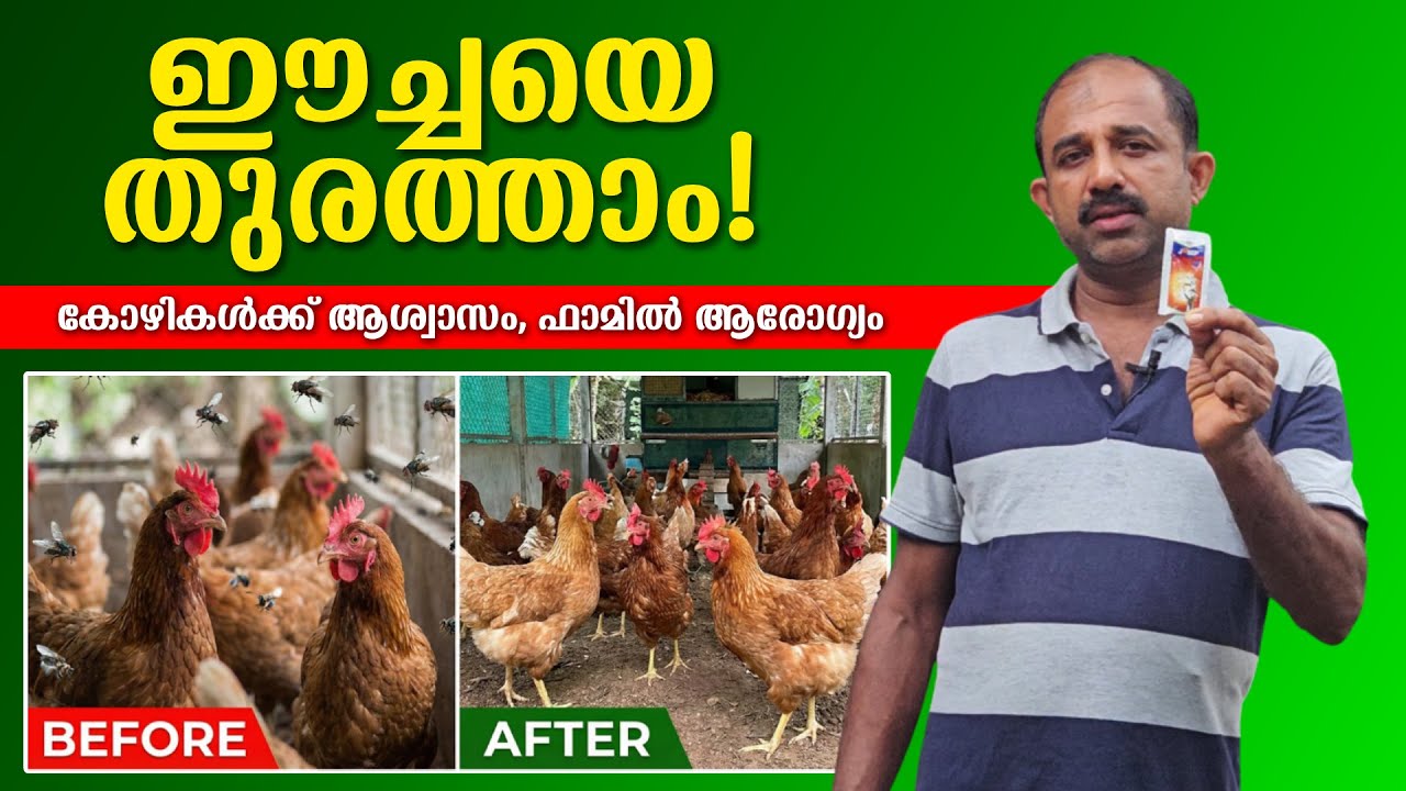 കോഴിഫാർമിൽ നിന്നും ഈച്ചയെ അകറ്റാം ! | How to Control Flies in Chicken Farm?