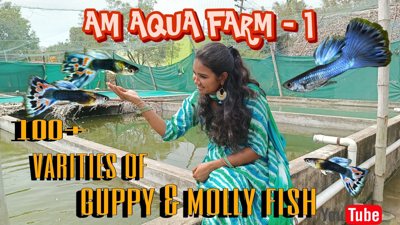 Wholesale fish farm A M Aquarium | All varieties guppies | Mollies | Platies | Kolathur fish farm