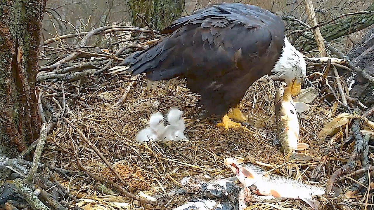 Decorah N2B 17/04/3  14:44 Floppy fish snack & D28 moves bit of shell from inside pip