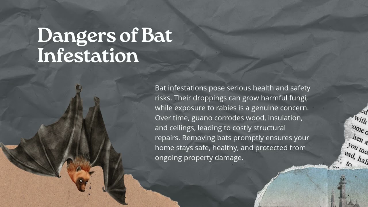 Safe & Humane Bat Removal Solutions