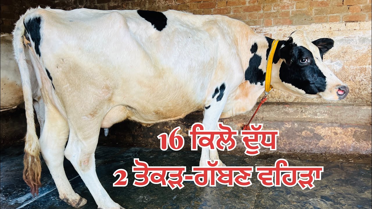 2 ਤੋਕੜ-ਗੱਬਣ ਵਹਿੜਾ 🔥ਦੁੱਧ 16 ਕਿੱਲੋ 🔥ਸਸਤੇ ਮੁੱਲ-2 cow for sale #brardairyfarmmoga 
