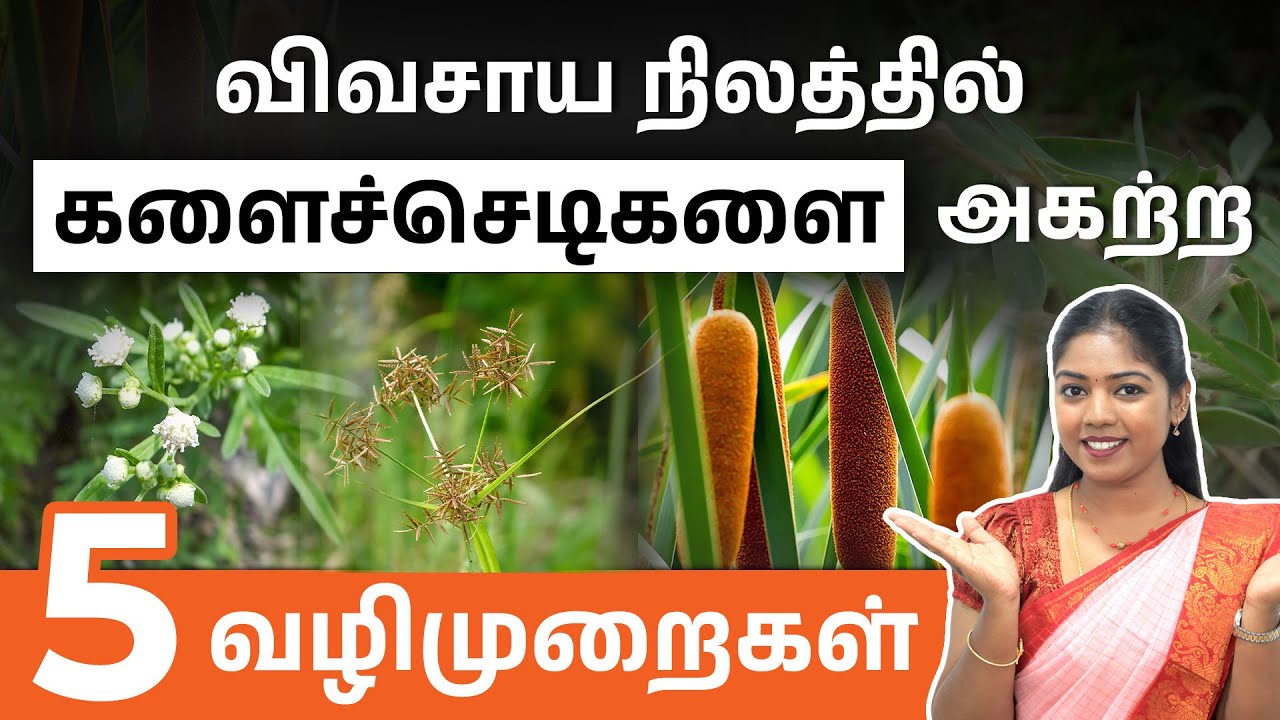 விவசாய நிலத்தில் களையச்செடிகளை அகற்ற 5 முறைகள்! | 5 Best Ways to Remove Weeds from Your Farmland