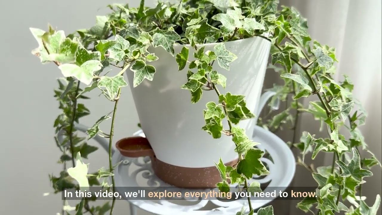 The Ultimate Guide to Growing English Ivy