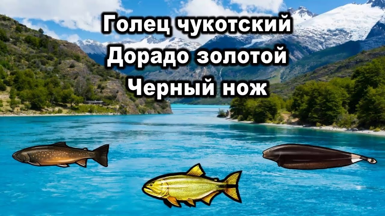 РР3. Голец чукотский. Дорадо золотой. Черный нож. (Квест 