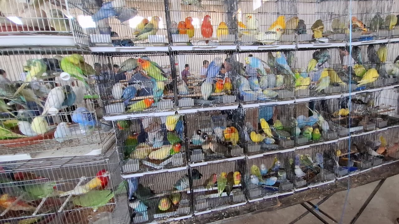 Namangan RMK qush bozori popugay bozori 
