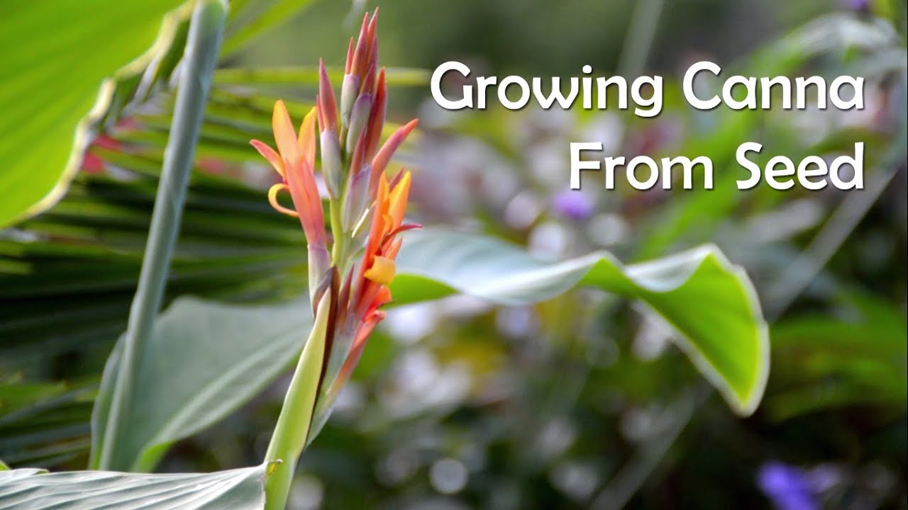 Growing Canna From Seed & Collecting Seed