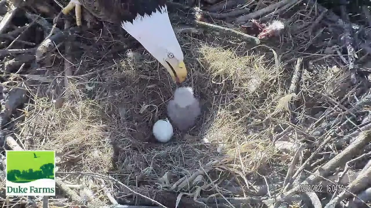 Duke Farms Eagle Cam - Egg 2 Pipping