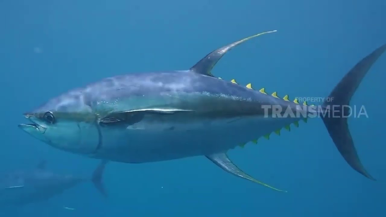 Kepoin Proses Pemijahan Ikan Tuna | SI OTAN