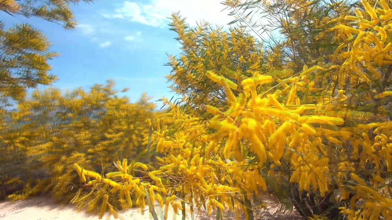 acacia longifolia blooming on December
