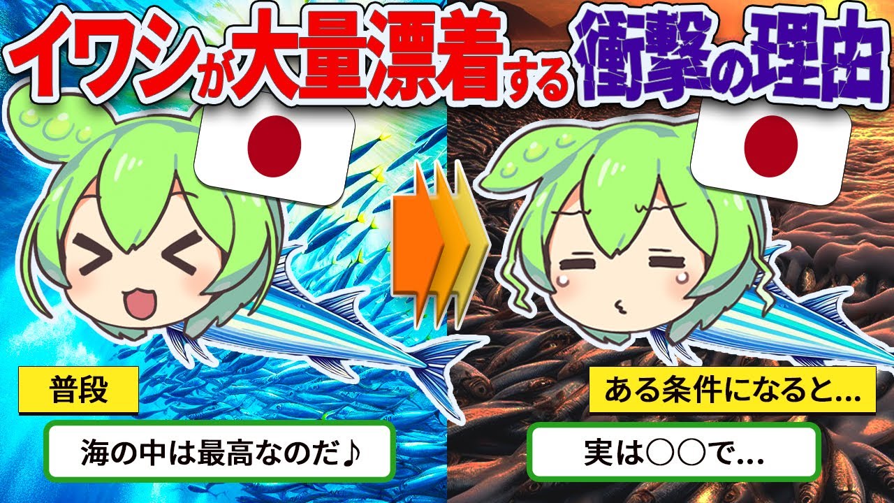 なぜイワシは大量に打ち上げられるのか？【ずんだもん　ゆっくり解説】