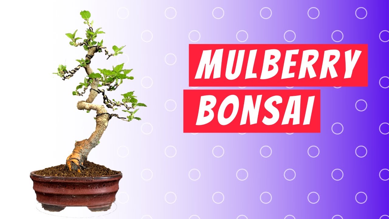 Mulberry Bonsai: Shohin Bonsai Tutorial 2022 | 桑樹盆栽小品盆栽教學2022