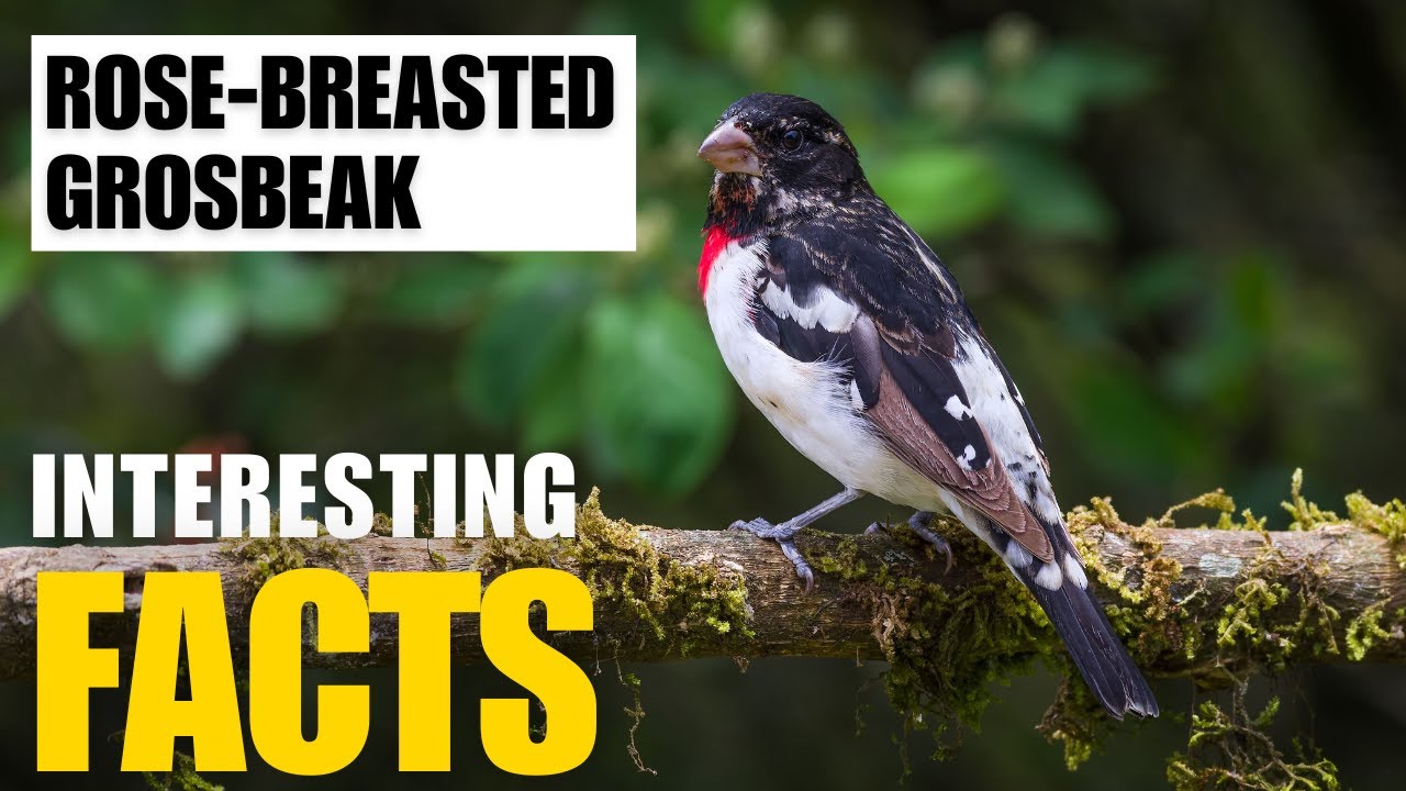 Most Interesting Facts About  Rose-Breasted Grosbeak? | Interesting Facts | The Beast World