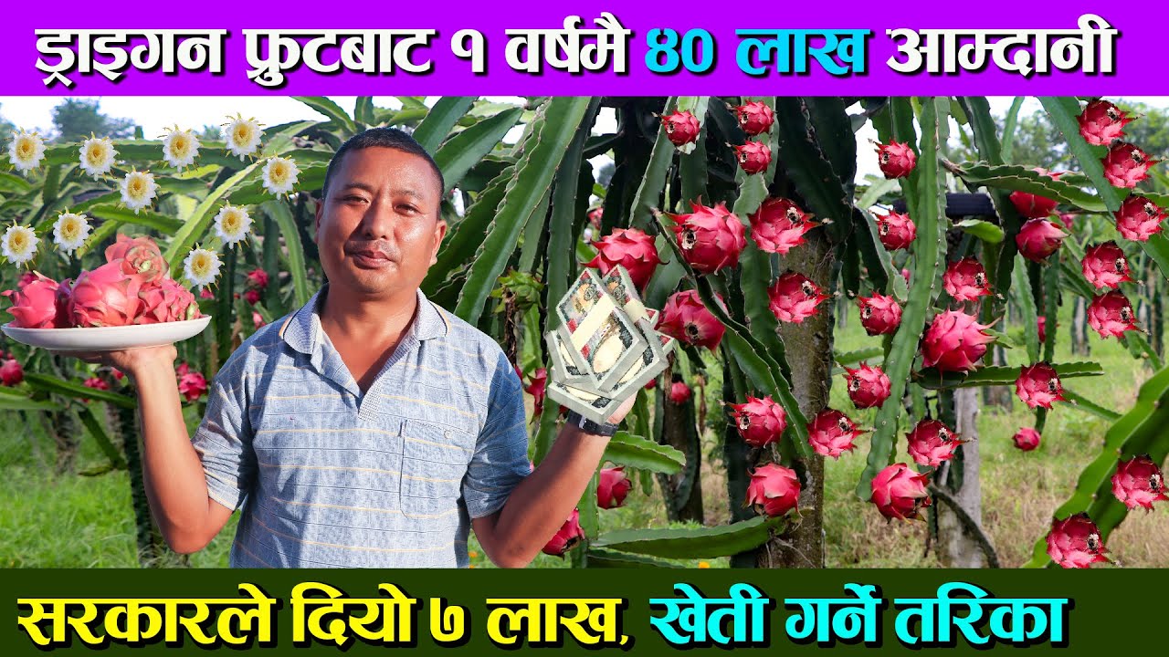 पत्याउनै गाह्रो १ वर्षमै DRAGON FRUIT बाट ४० लाख आम्दानी, सरकारले दियो ७ लाख, खेती गर्ने तरिका सहित