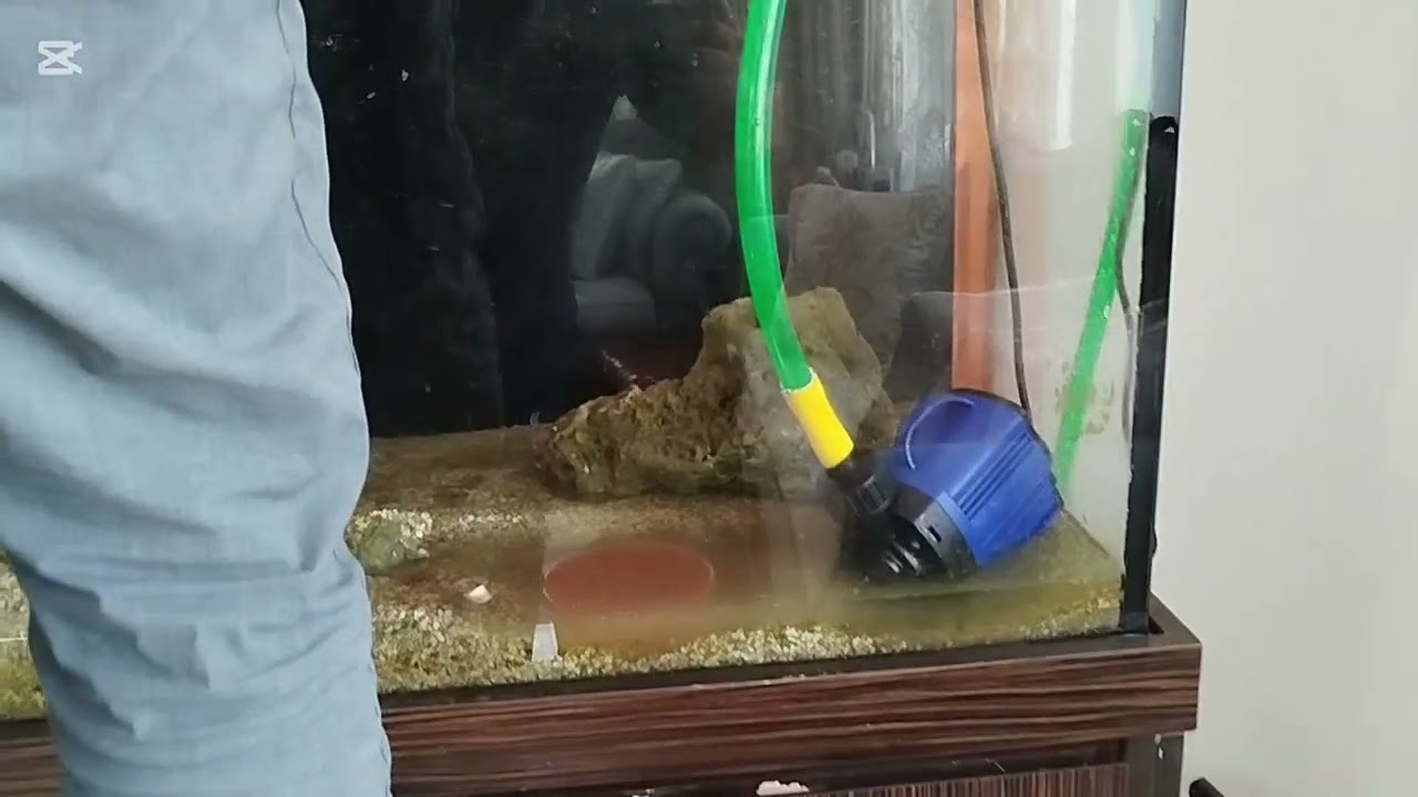 Marine Fish Tank Successfully Converted into Fresh Water 