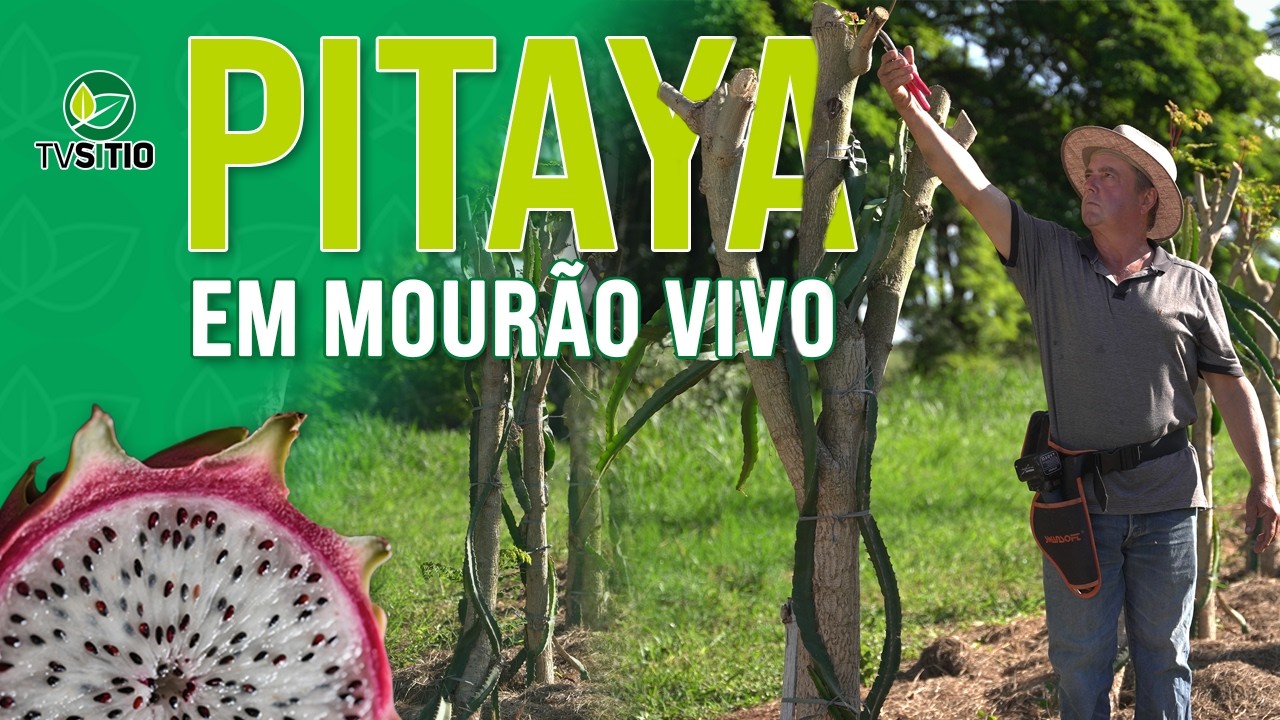 Como produzir pitaia em mourão vivo