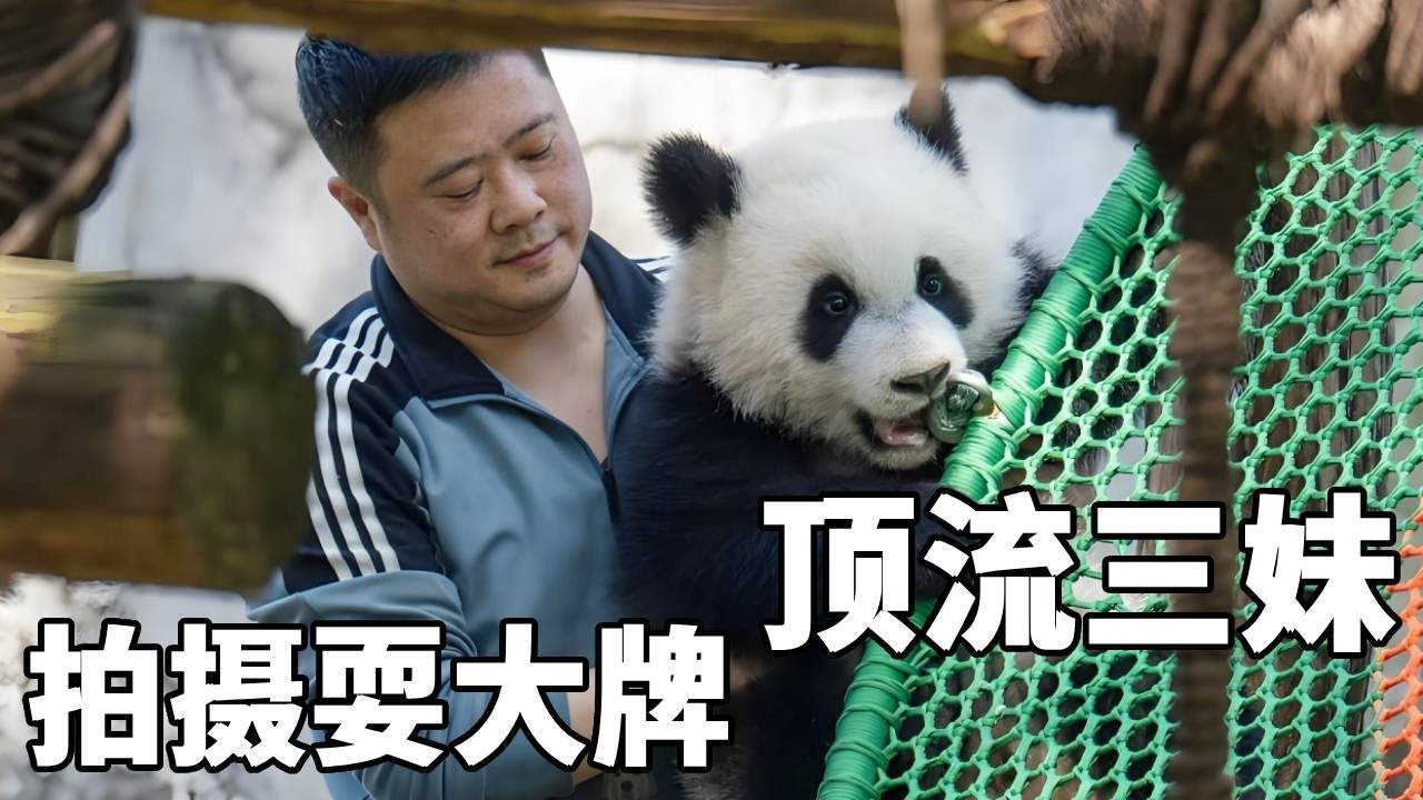 新晋顶流三妹又要上电视，结果却睡了一整天不起床，女明星耍大牌把邻居良月急坏了【你好大熊猫】