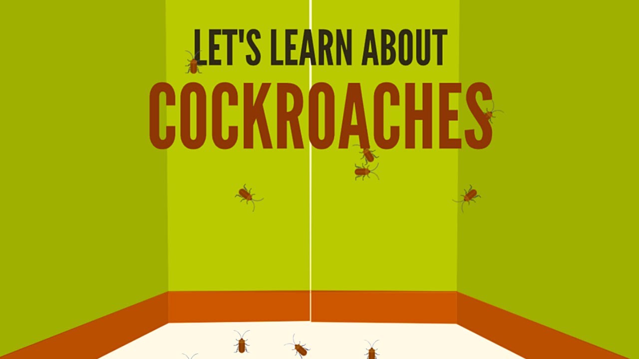 Let's Learn About Bugs: 10 FACTS ABOUT COCKROACHES #Cockroaches #Gross #Sk1dz #LearnAboutBugs #Roach