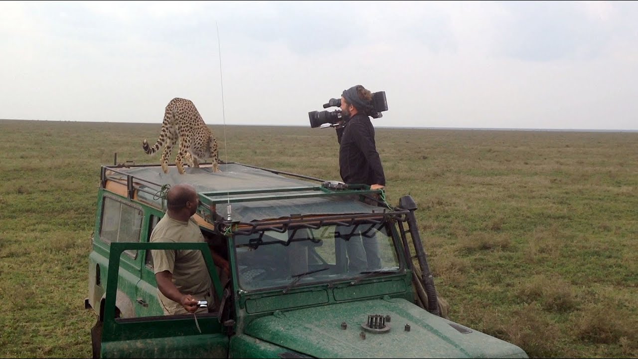 Cheetahs use film vehicle as look-out post
