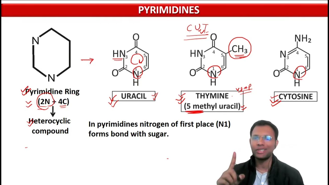 1. Nucleic acid - N2 Base, Nucleoside, Nucleotide