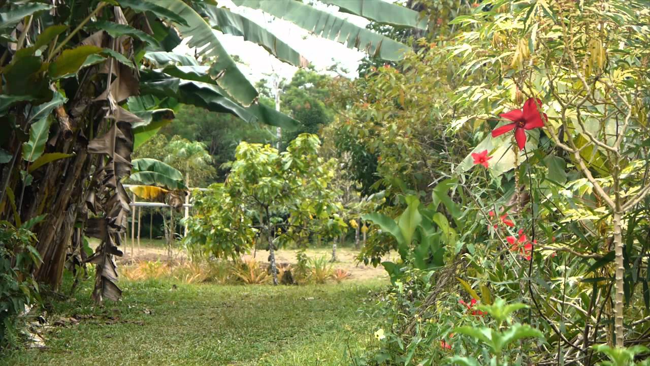 Finca Loroco (Talamanca, Costa Rica)