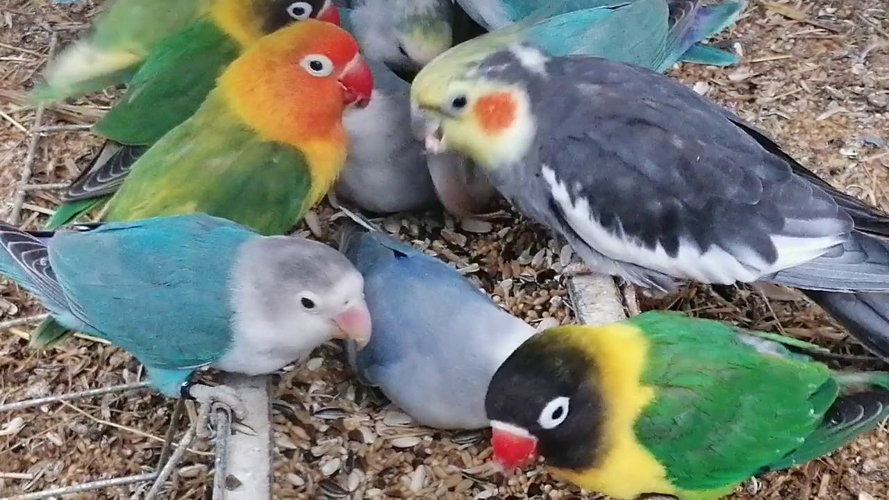 #Belles couleurs, des #Inséparables, #love birds aviary,