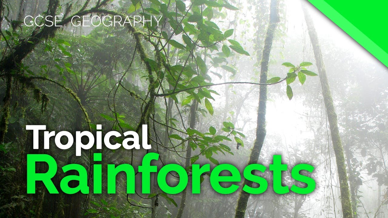 Tropical Rainforest Characteristics | AQA GCSE 9-1 Geography