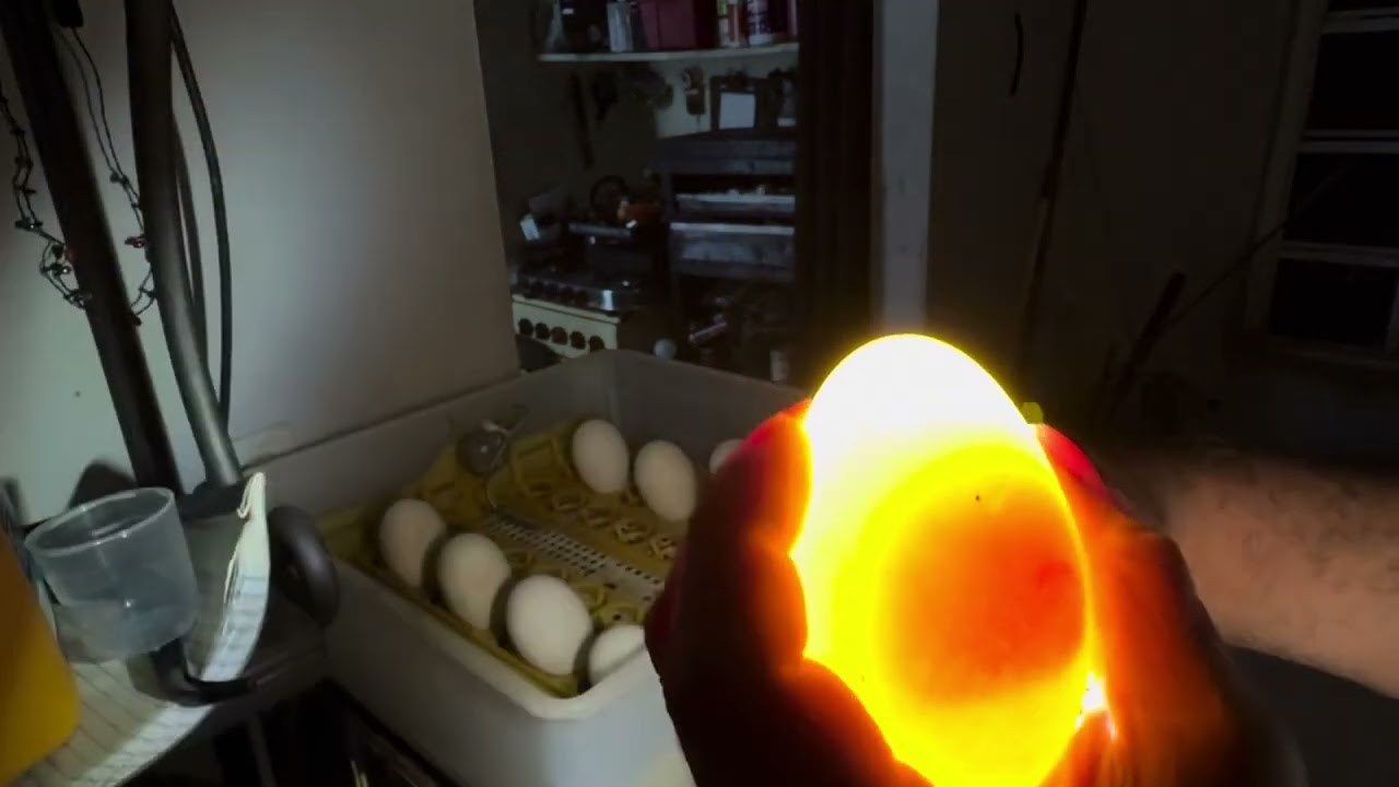 Verificando los huevos de ganso que están en la incubadora, para ver si están fértiles.
