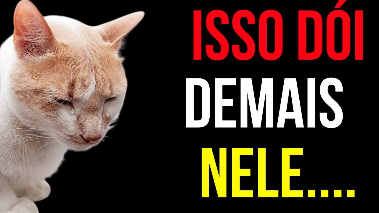 5 coisas que você faz todos os dias e que seu gato odeia em silêncio